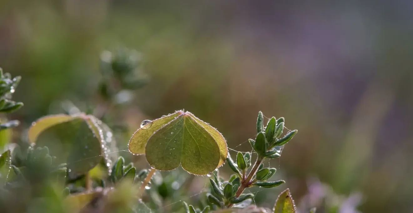 Détail macro d'herbes sauvages alpines avec rosée matinale